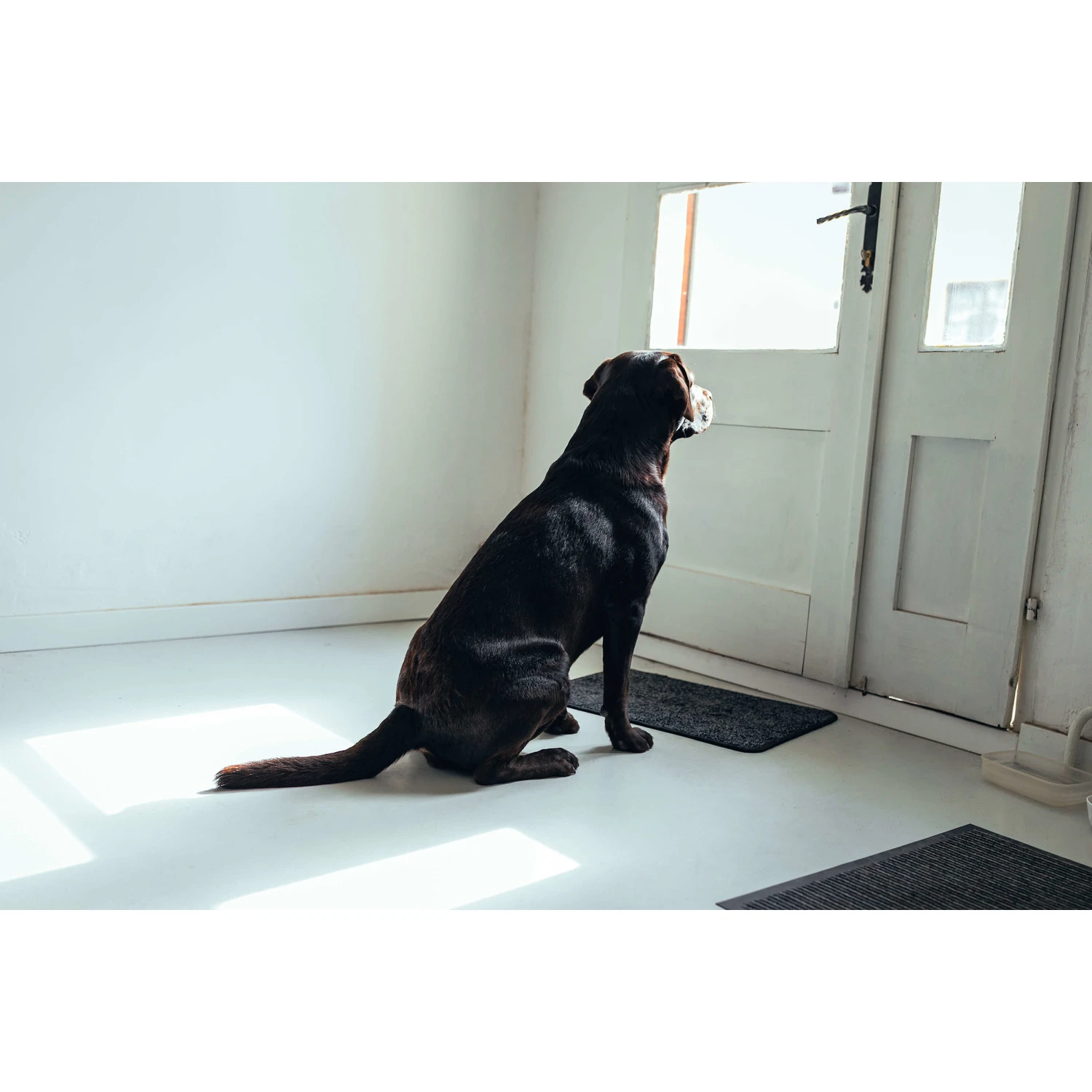 Bark-Bite Bark-Bite Snackbox - Grote Hond 1 Bark-Bite Bark-Bite Snackbox - Grote Hond