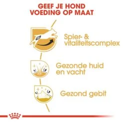 Royal Canin Hondenvoer Jack Russell Adult 1,5 Kg -Hondenseries Winkel royal canin jack russell terrier adult volwassen hond jack russell terrier vanaf 10 maanden hero usp