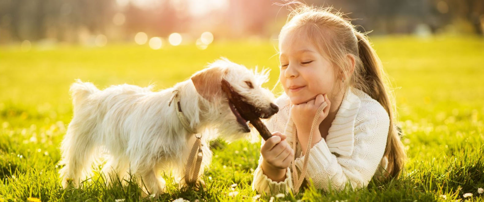 Hondenseries Winkel -Hondenseries Winkel yuiyi